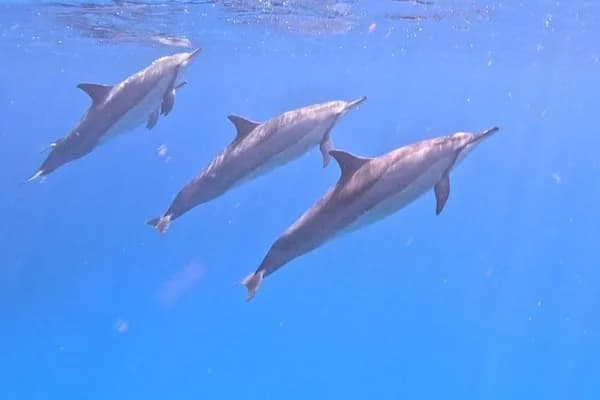 Private Dolphin Watching and Snorkelling with One Drop Excursions