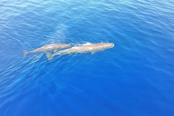 Private Dolphin and Sperm Whale Watching with One Drop Excursions