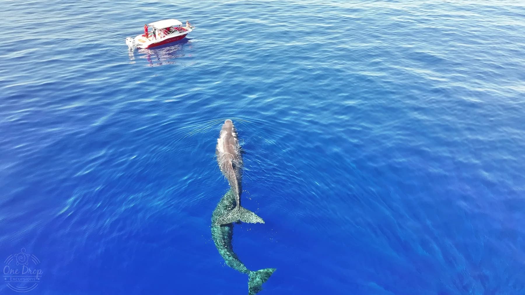 Private Dolphin and Sperm Whale Watching