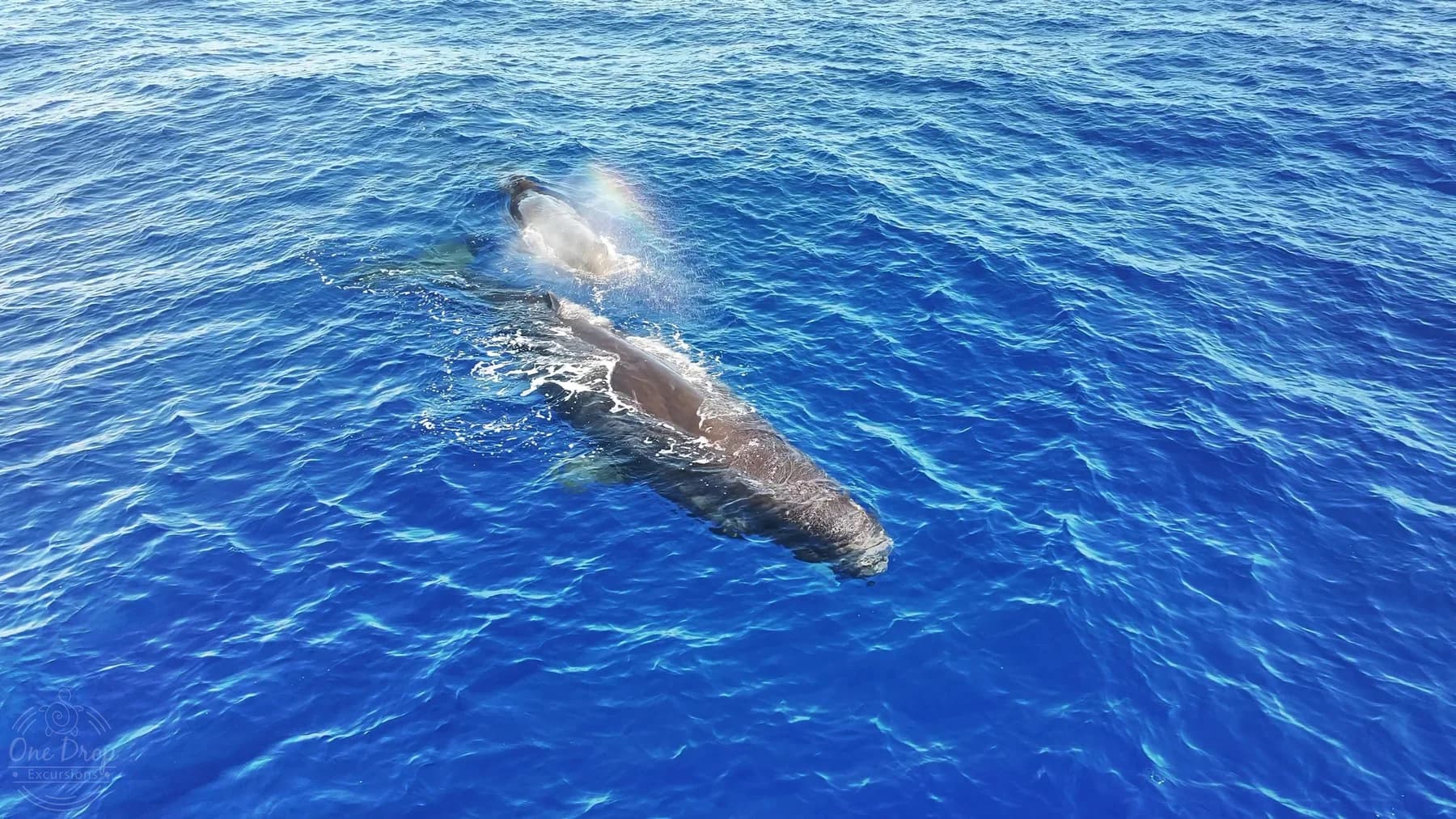 A sperm whale surfacing during a One Drop Excursions wildlife trip.