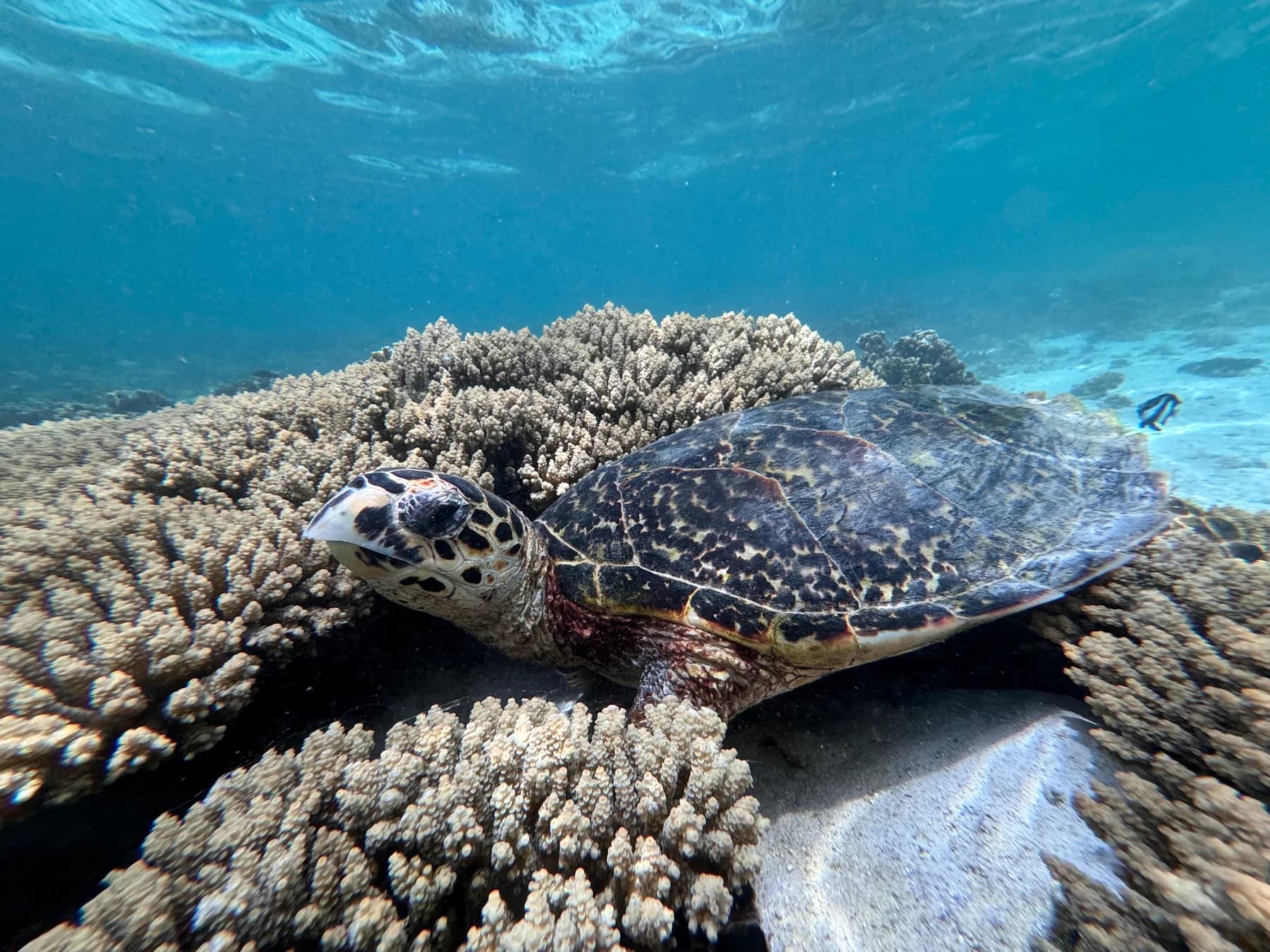Snorkelling Eco Tour on the Grand Port Lagoon