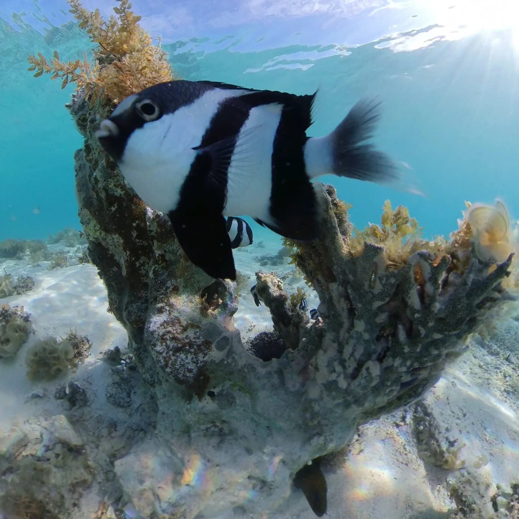 Snorkelling Eco Tour on the Grand Port Lagoon