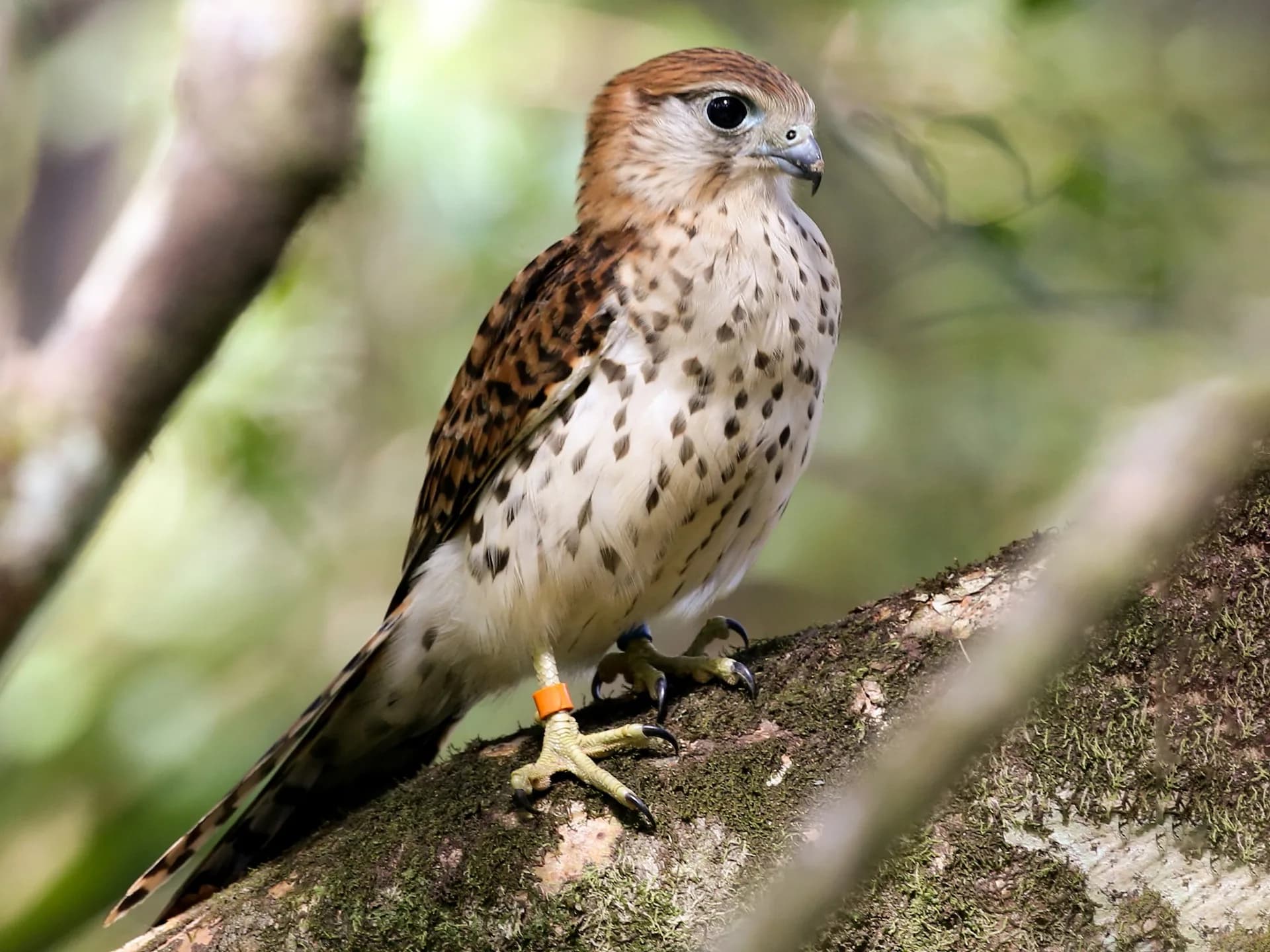 Endemics of Mauritius: A Curated Walk (Bird-Watching)