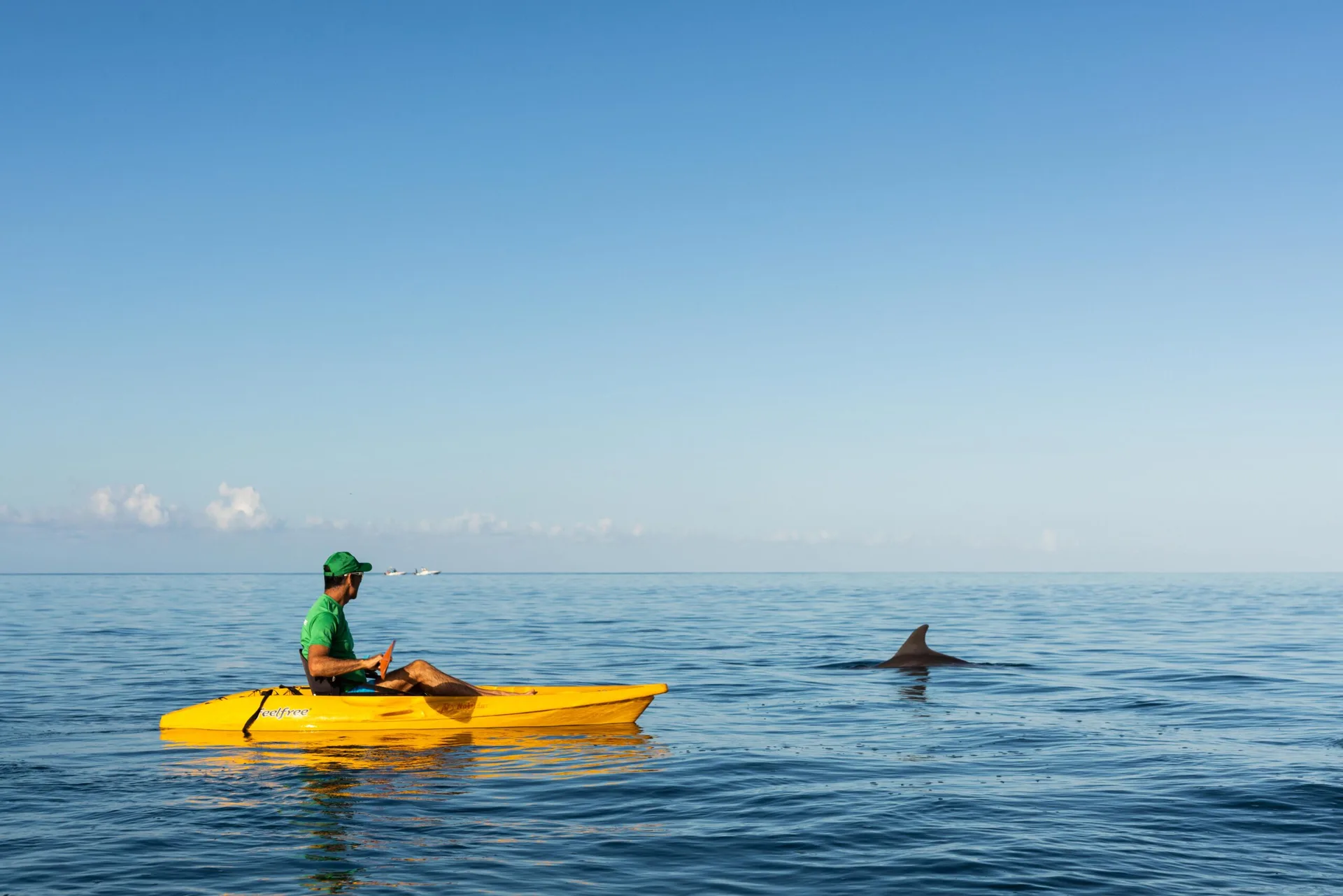 Kayak with Dolphins in Mauritius