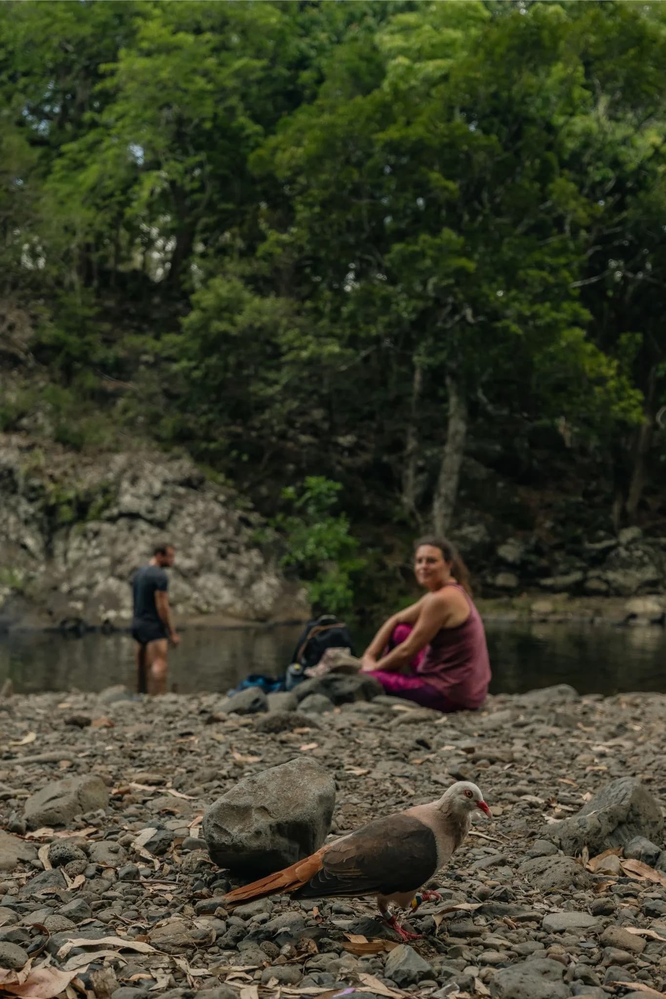 Hiking at Black-River Gorges