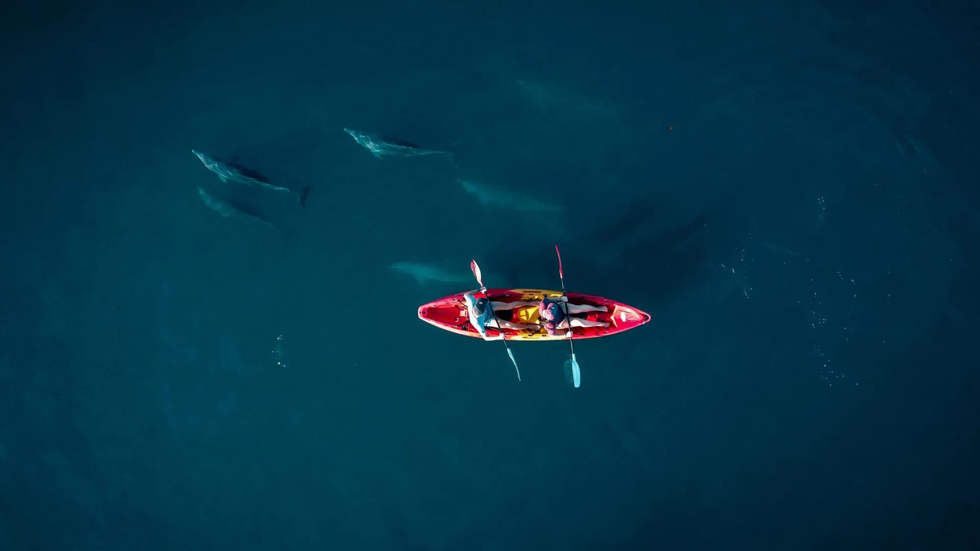 Kayak with Dolphins in Mauritius