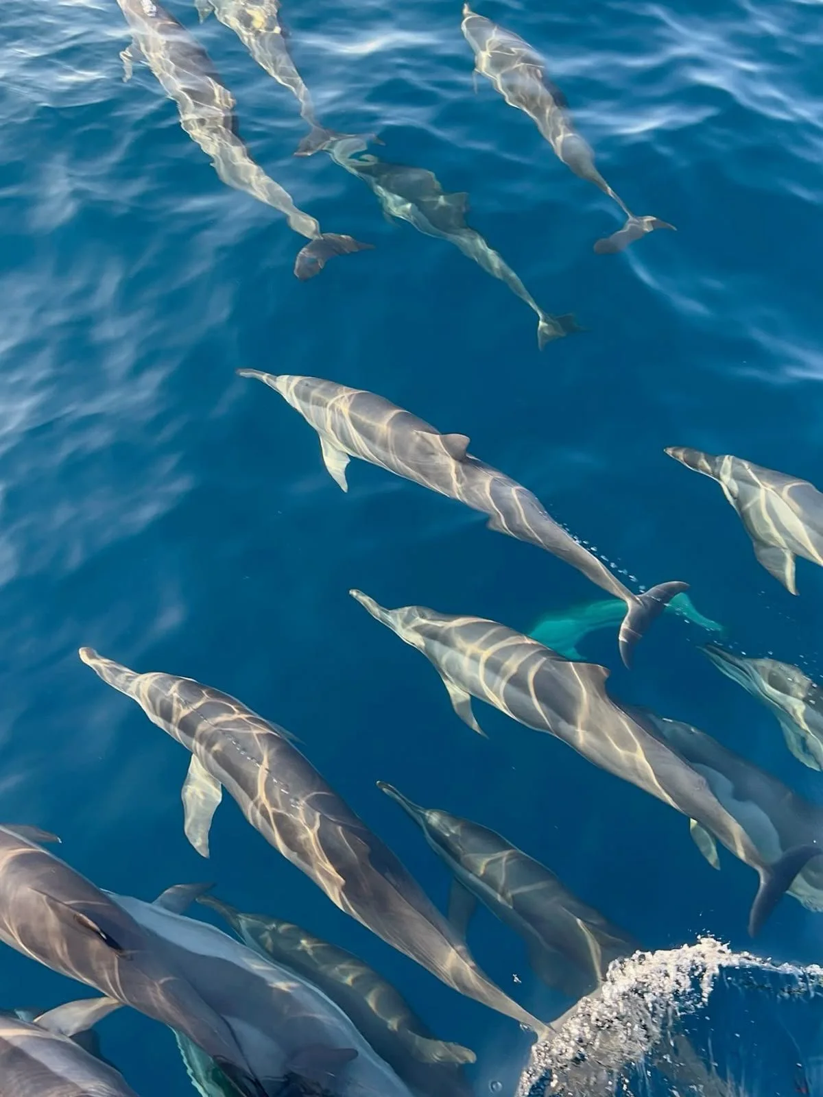 Private Dolphin Watching and Snorkelling