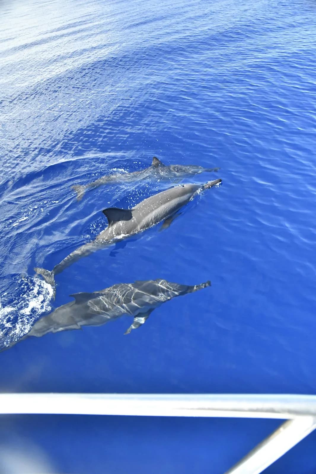 Full-Day Dolphins, Island BBQ, live Sega music