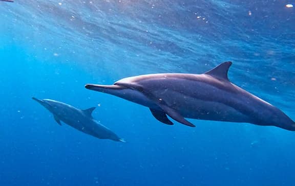 A pod of dolphins in the open sea
