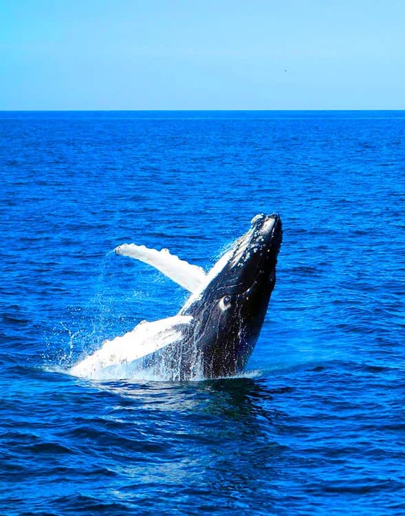 A humpback whale observed from the boat
