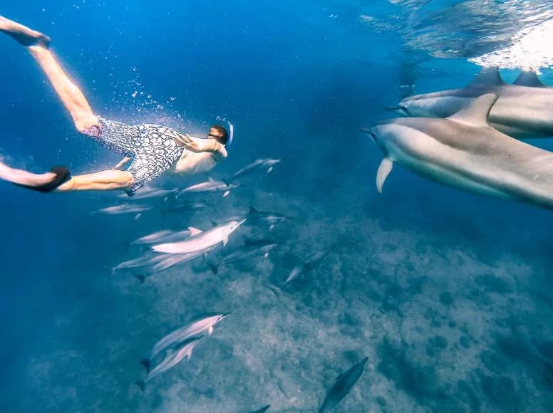 Dolphin Watching and Swimming from Black River