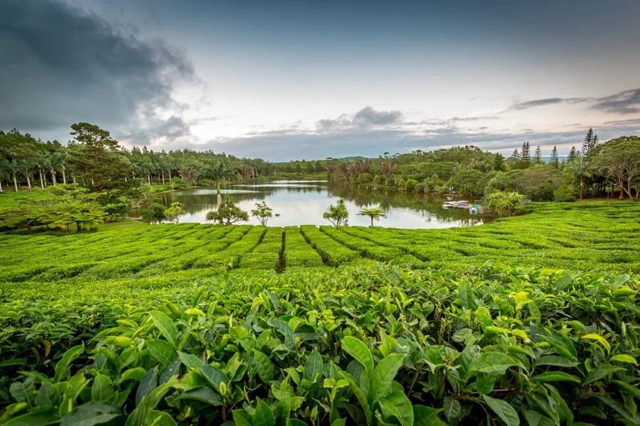 Tea highlands