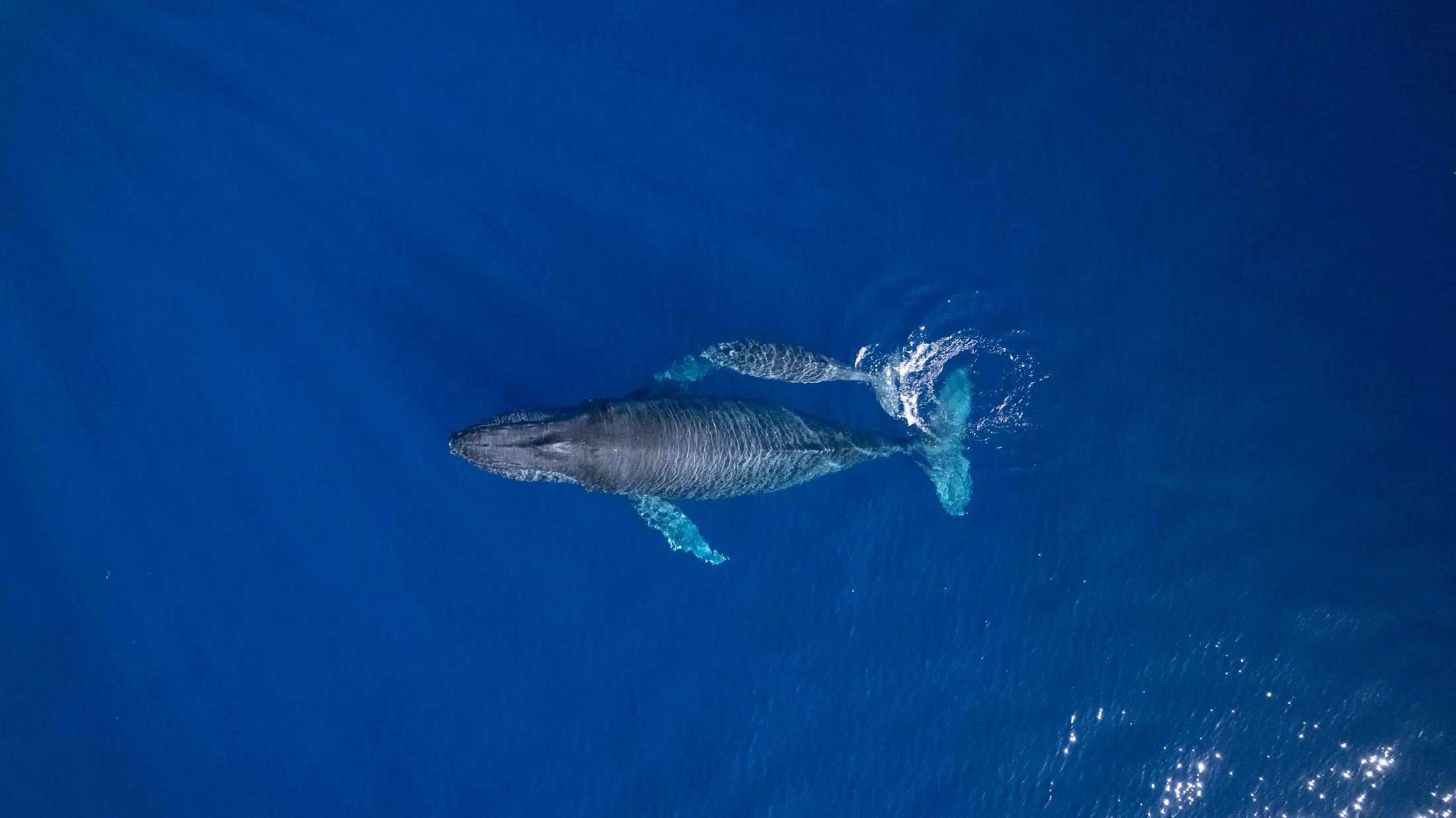 A whale seen from above in deep blue water off Mauritius