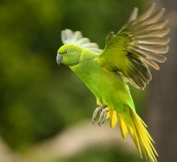 Endemics of Mauritius: A Curated Walk (Bird-Watching)