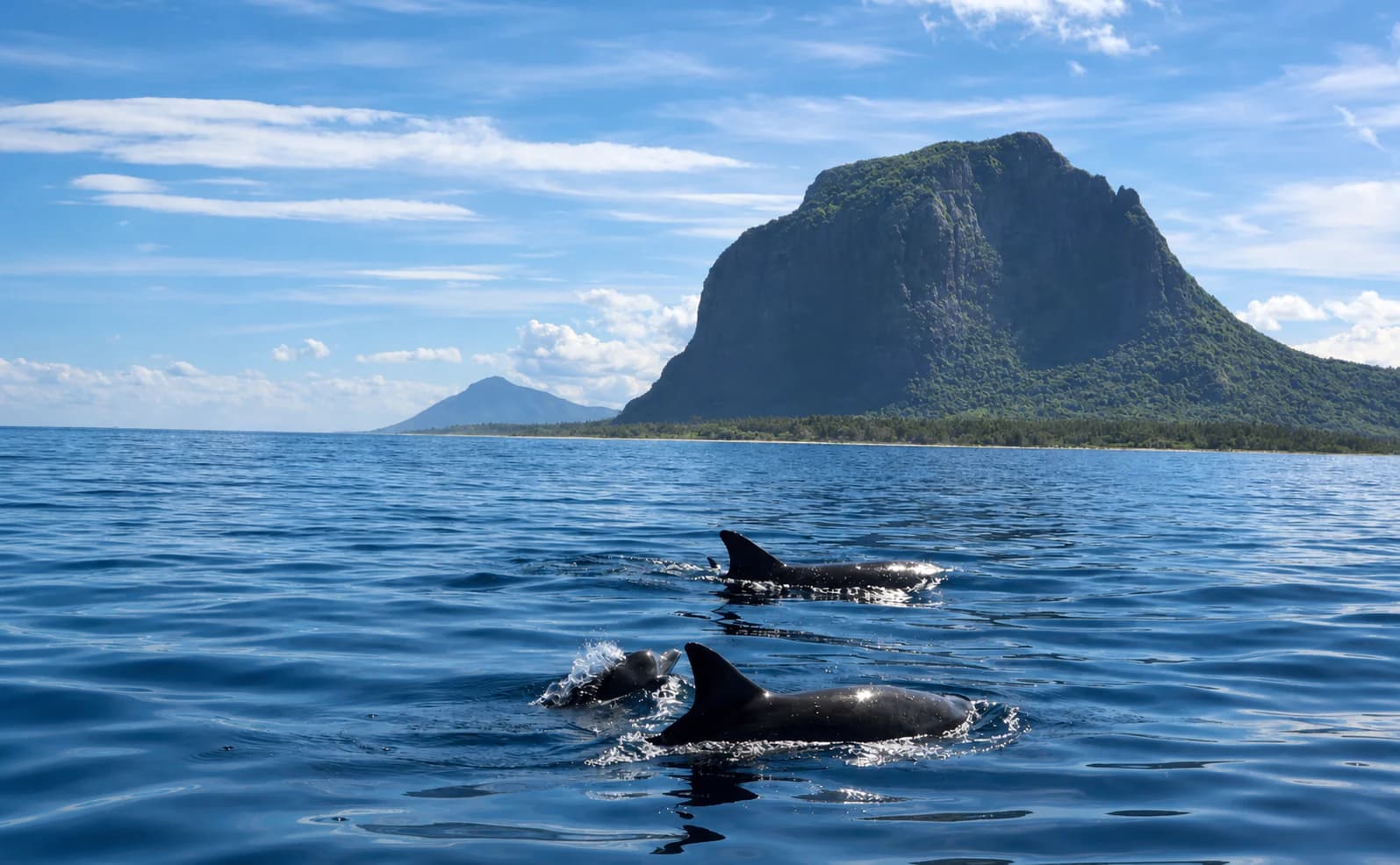 Full-Day Dolphins, Island BBQ, live Sega music
